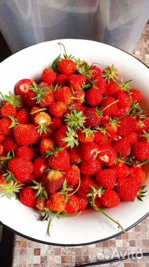 Рассада клубники