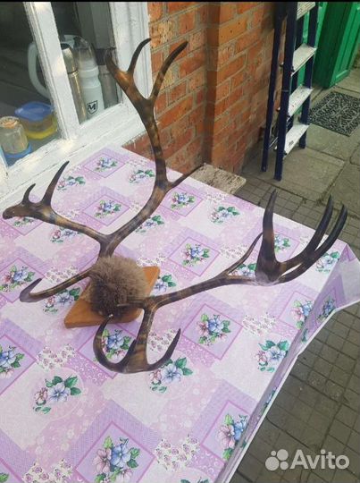 Продам рога оленя