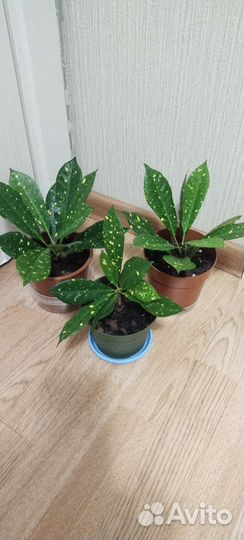 Кротон, олеандр