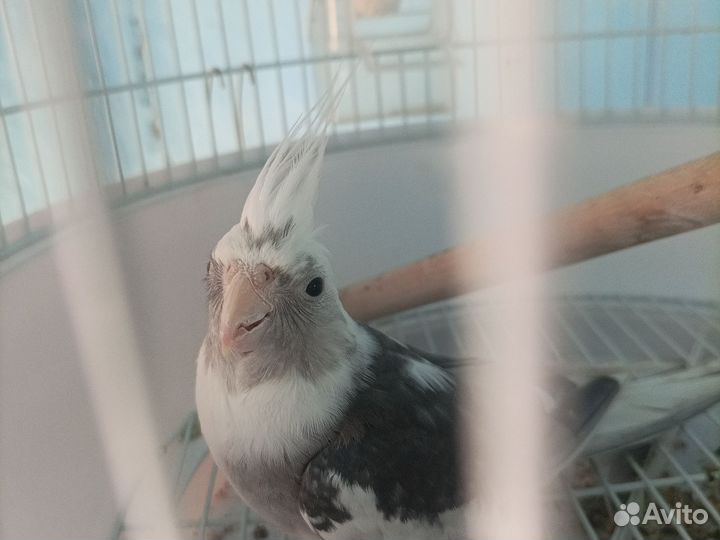 Попугай корелла с клеткой