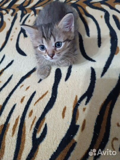 Отдам в добрые руки котят