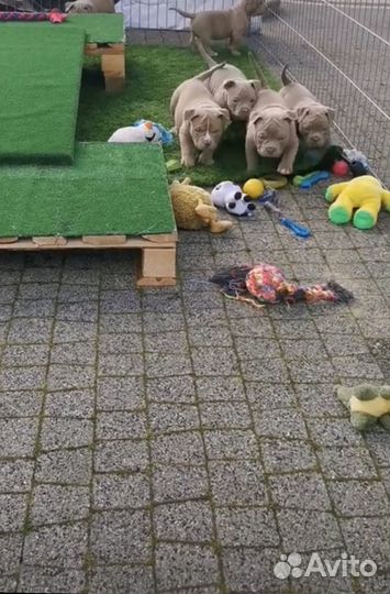 Американские булли щенки покет