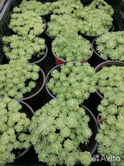 Навоз готовый,чернозем лучший,торф доставлю от 1т