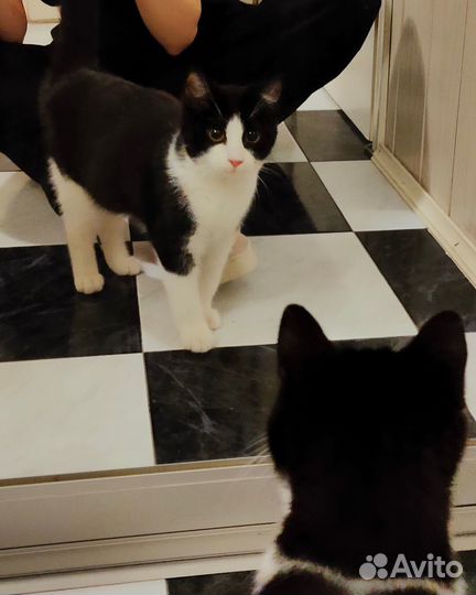 Маленькая охотница в добрые руки (кошка)