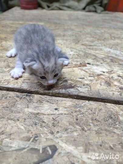 Кошки