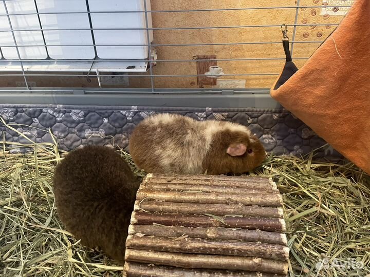 Морская свинка тедди