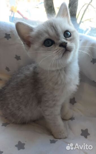 Британские котята