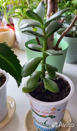 Каланхоэ, денежное дерево