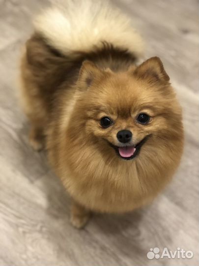 Стрижка йорков, шпицев