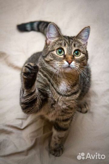 Кошечка в добрые руки