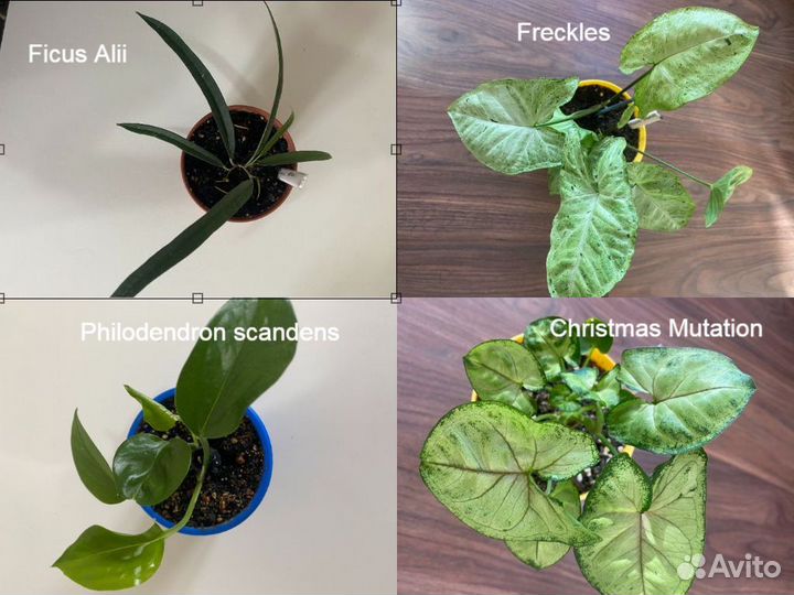 Сингониумы, фикусы, филодендроны