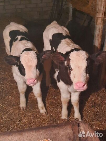 Телята бычки