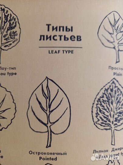 Книга о фиалках