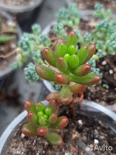 Редкие виды суккулентов