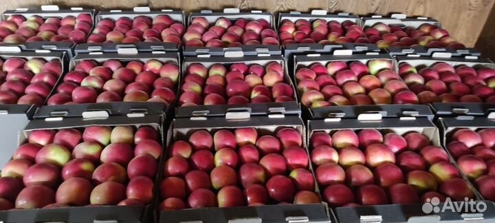 Яблоки оптом в кбр