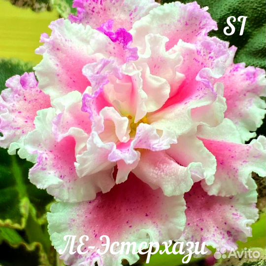 Сортовые фиалки