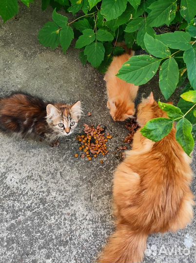 Котята, рыжий мальчик, трёхцветная девочка