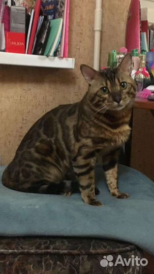 Бенгальский кот на вязку