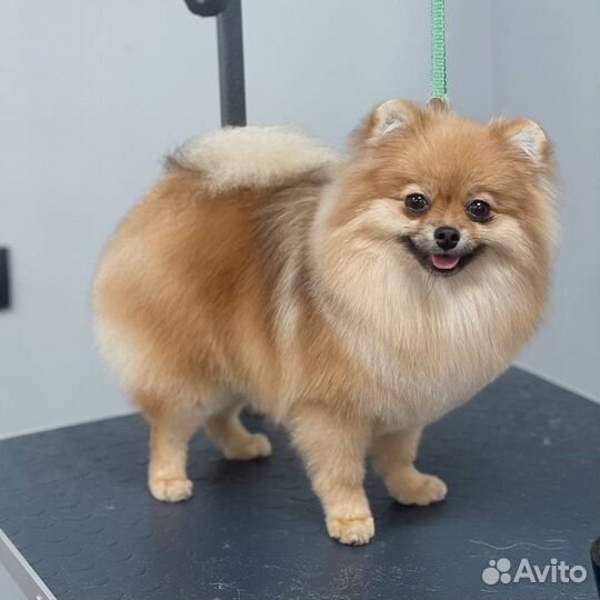 Груминг стрижка собак