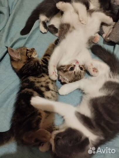 Шотландские котята