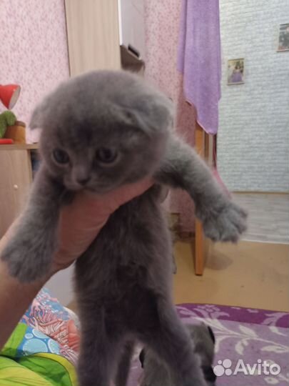 Шотландские вислоухие котята