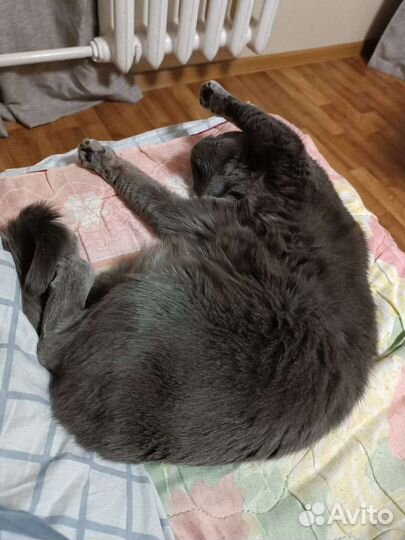 Кошка Мышка в добрые руки