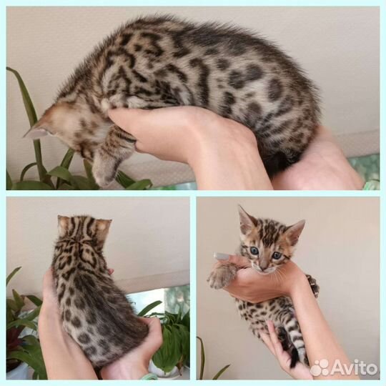 Бенгальские котята