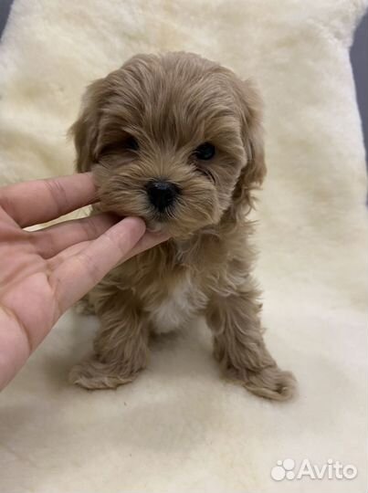 Мальтипу f1 mini девочка