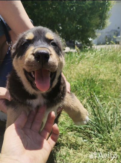 Собака в добрые руки щенок