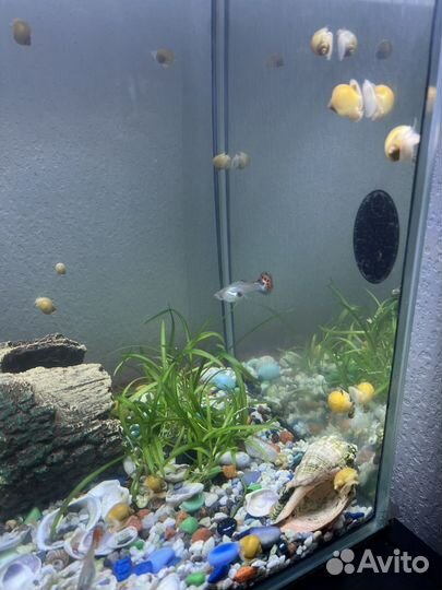 Улитки ампулярии