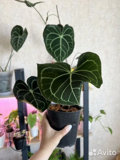 Антуриум кларинервиум