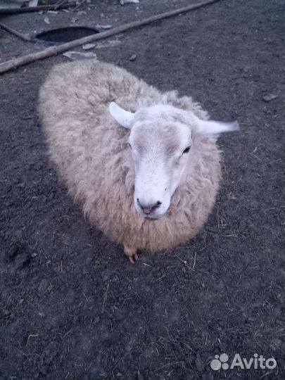 Баран тексель