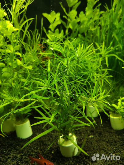 Аквариумные растения