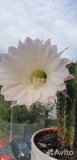 Кактус цветущий