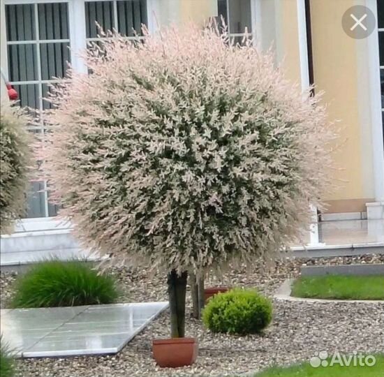 Ива хакуро нишики на штамбе