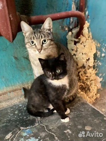 Котенок-мальчик, ищет дом