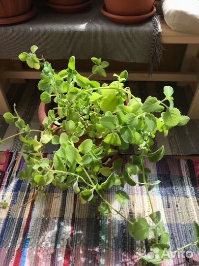 Мята индийская, домашняя