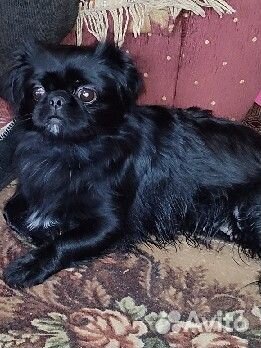 Ищу для вязки кабель пекинеса