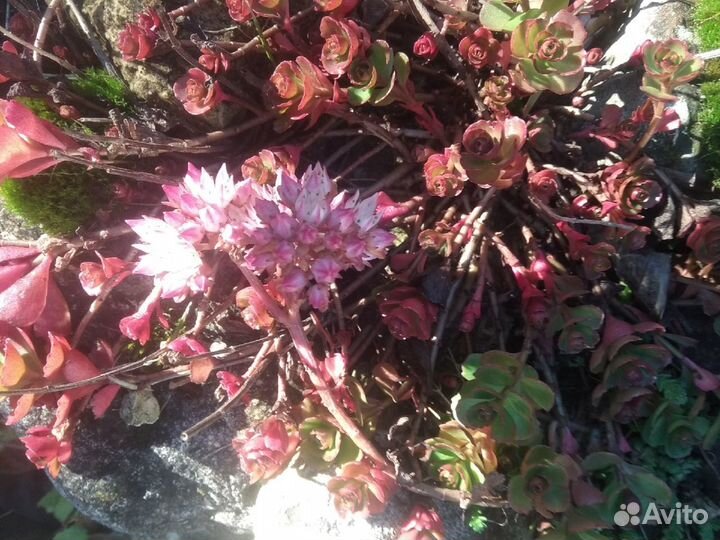 Почвопокровные многолетники