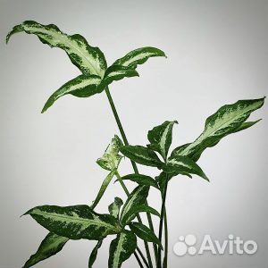 Сингониум Ангустатум, комнатные растения