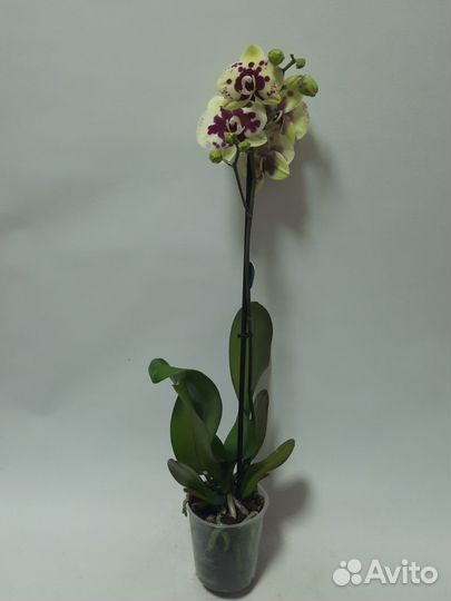 Орхидея фаленопсис Амадора