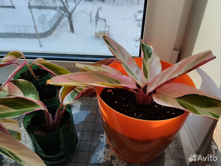 Комнатные растения