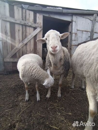 Катумский баран