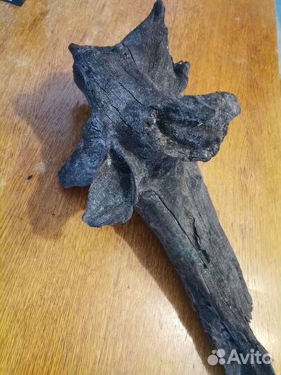 Коряга мангрового дерева