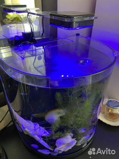 Аквариум с рыбками улитками водорослями ракушками