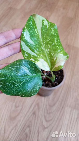 Филодендрон сциндапсус