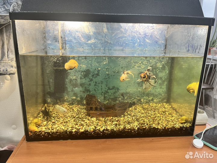 Аквариум с рыбками