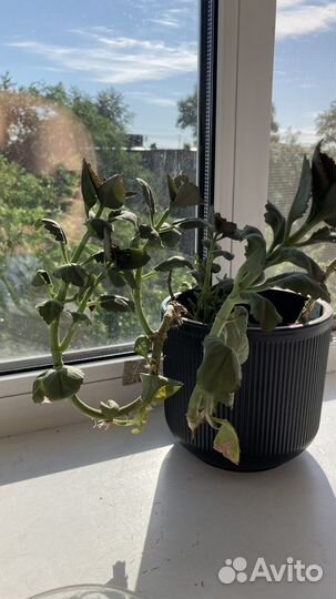 Комнатные цветы