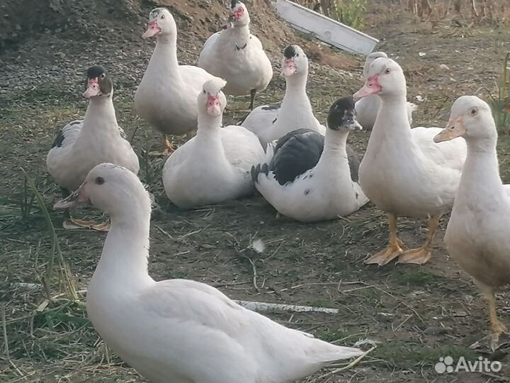 Утята индоутки