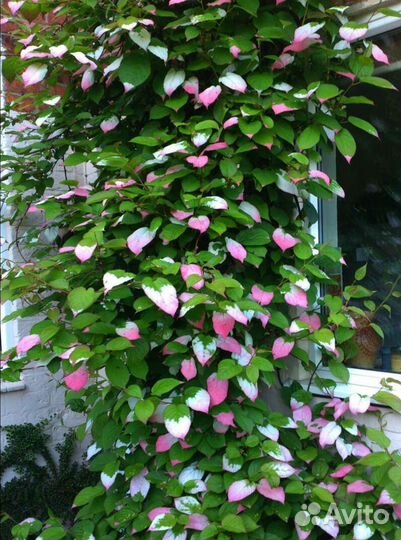 Актинидия коломикта